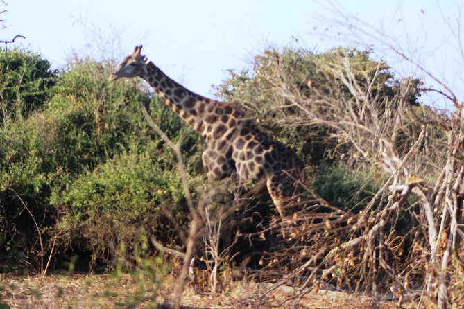 2-Day Camping Safari in Chobe National Park from Victoria Falls - Who should choose this safari