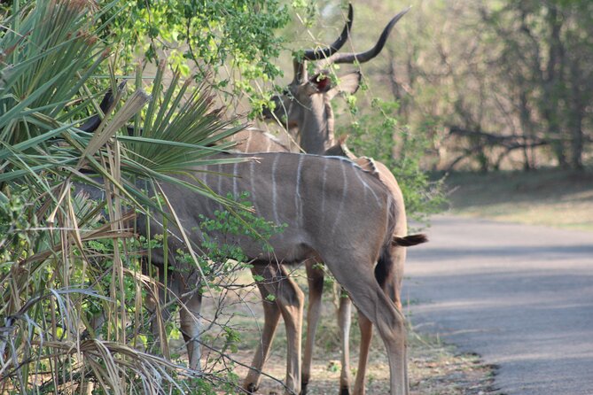 2-Day Camping Safari in Chobe National Park from Victoria Falls - The Chobe River cruise at 9:30 am