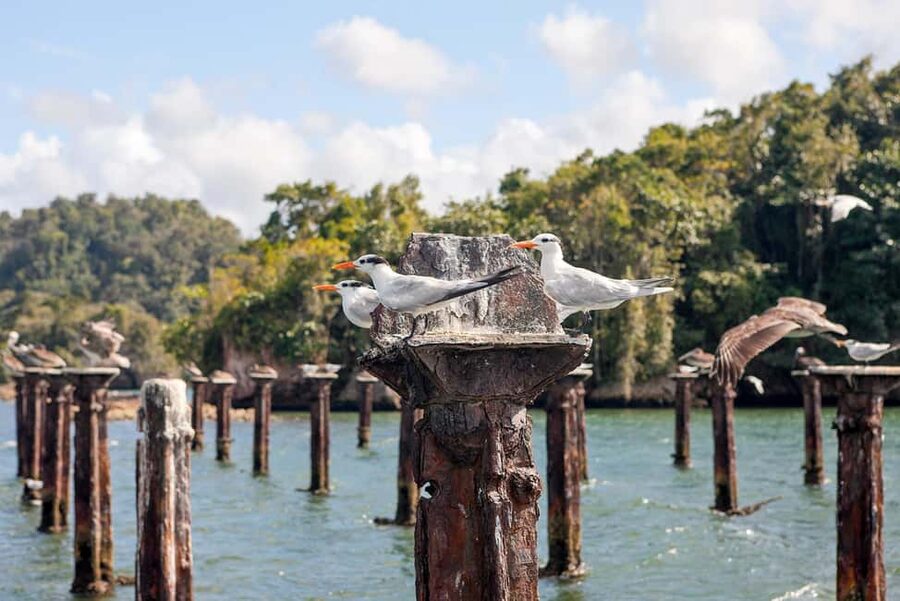 2in1: Los Haitises National Park + Yanigua Waterfall-SPA - What the $125 price really covers