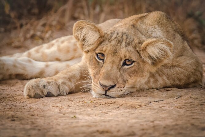 3-Day Ultimate Big Five Safari - Murchison Falls & Rhinos - Day 1: rhinos at Ziwa, then the power of Murchison Falls