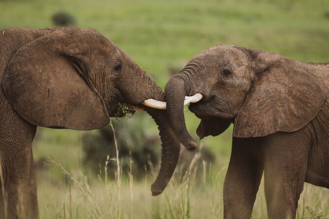 3-Day Ultimate Big Five Safari - Murchison Falls & Rhinos - Day 3: one last game drive and the road to Kampala