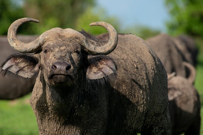 3-Day Ultimate Big Five Safari - Murchison Falls & Rhinos - What the $995 price really covers