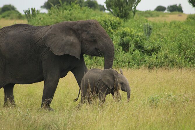 3-Day Ultimate Big Five Safari - Murchison Falls & Rhinos - Food, accommodation, and comfort on the road