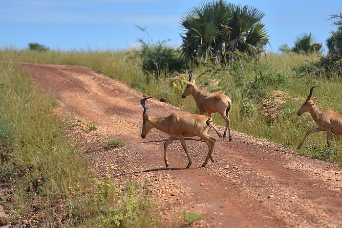3-Day Ultimate Big Five Safari - Murchison Falls & Rhinos - How to get the best version of this safari