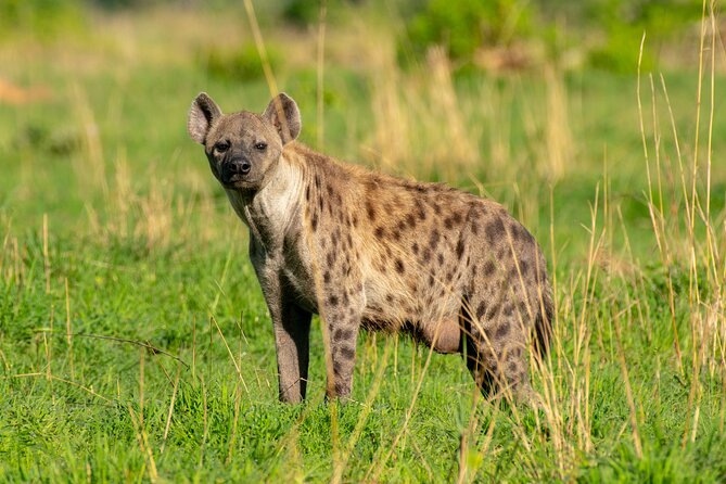 3-Day Ultimate Big Five Safari - Murchison Falls & Rhinos - Should you book this Murchison Falls safari?