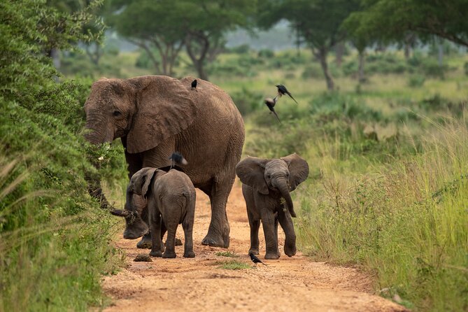 3-Day Ultimate Big Five Safari - Murchison Falls & Rhinos - The Victoria Nile cruise adds a different kind of safari