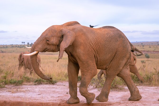 3 Days Murchison Falls Adventure Wildlife Safari Uganda Tour - The three-hour Nile cruise and the view from below