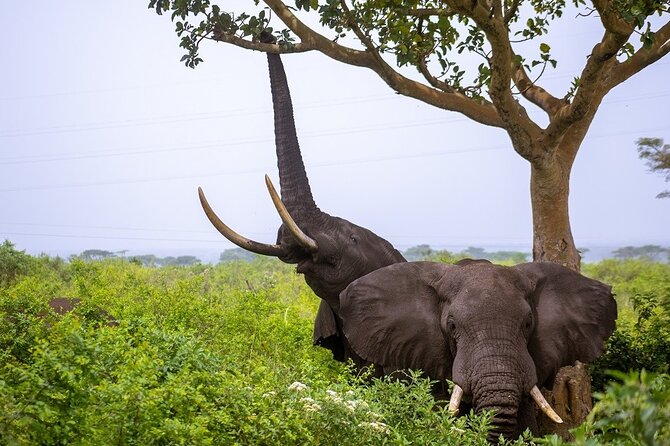 3 Days Murchison Falls Adventure Wildlife Safari Uganda Tour - What the $1,300 price covers