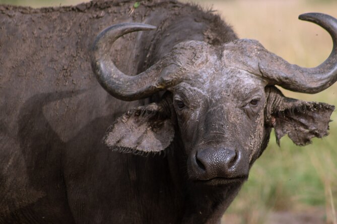 3 Days Murchison Falls Adventure Wildlife Safari Uganda Tour - Who should choose this safari