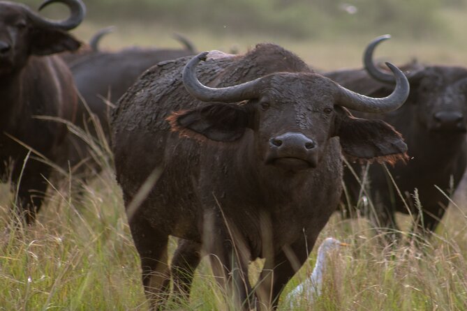 3 Days Murchison Falls Adventure Wildlife Safari Uganda Tour - My booking advice