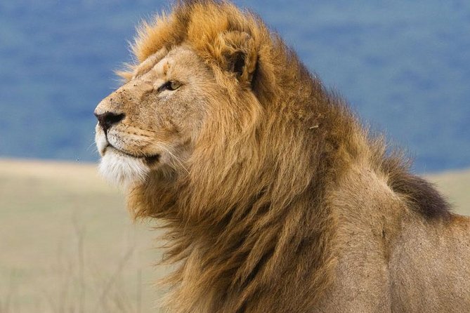 6 Days Serengeti Safari(hiking waterfalls &coffee tour) - Days 2 and 3: Why two Serengeti days matter