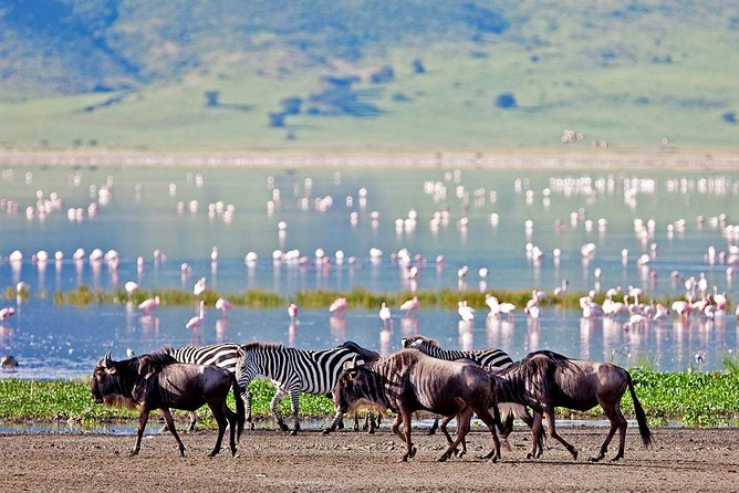 6 Days Serengeti Safari(hiking waterfalls &coffee tour) - Day 4: Ngorongoro Crater and the search for rhino