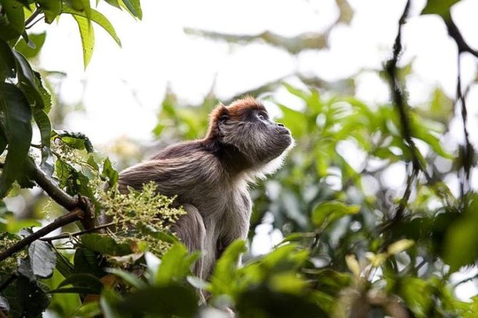 8-Day Murchison Falls, Chimp and Epic Gorilla Trekking Safari - The wildlife, drives, and costs at a glance
