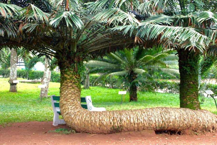 Accra Aburi Eco & Cocoa Experience: Gardens Waterfall &Lunch - Tetteh Quarshie and the cocoa story