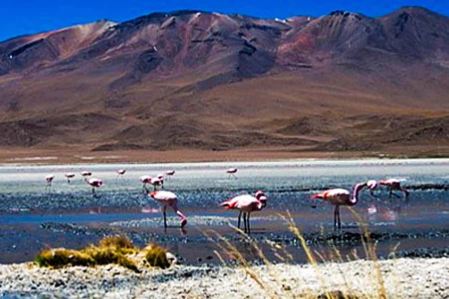 Adventure Day in Arequipa: Pillones Waterfall + Rock Forest - Should you book Pillones Waterfall and Rock Forest?