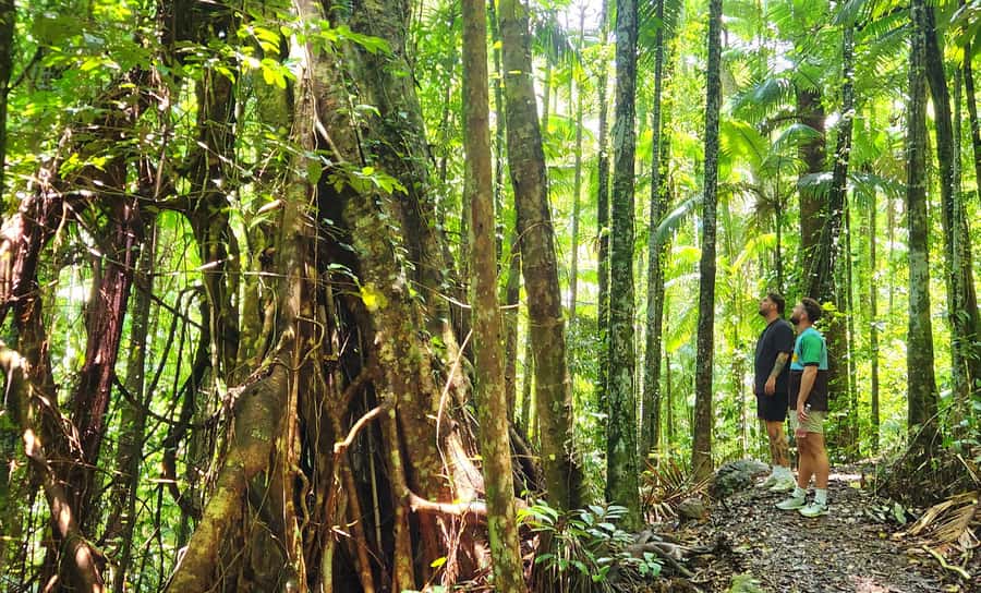 Airlie Beach: Waterfall & Rainforest Bushwalk Eco Adventure - Walking Under the Trees in Conway National Park