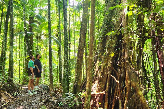 Airlie Waterfalls & Rainforest Bushwalk Eco Adventure - Conway National Park: a slow walk under the trees