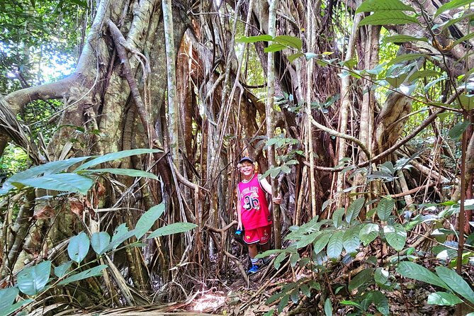 Airlie Waterfalls & Rainforest Bushwalk Eco Adventure - What the $85.56 price buys you