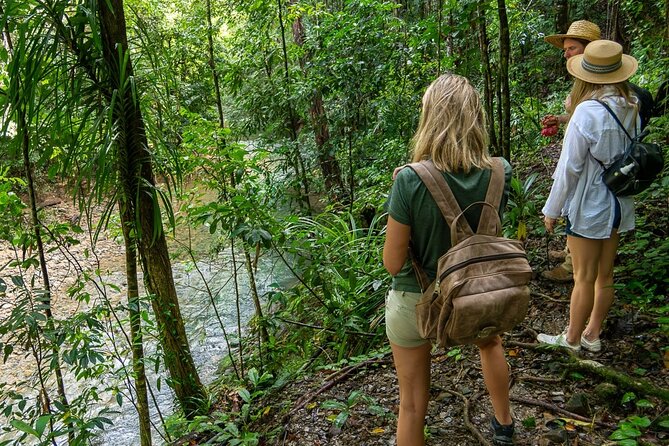 Amazing Daintree Rainforest Tour Waterfall Hike, Lunch, Swim & Crocodile Cruise - A three-hour walk to a secluded waterfall