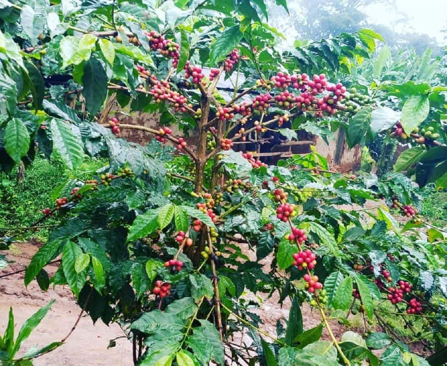 Arusha: Materuni Waterfalls, Coffee, and Hotsprings Tour - Guides, group size, and the pace of the day
