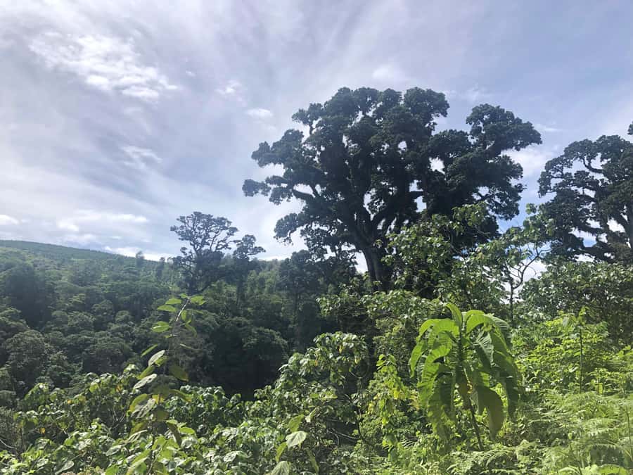 Arusha: Napuru Waterfalls Guided Hike - Who should book this hike?