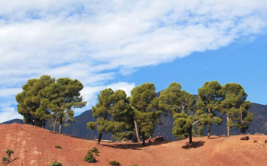 Atlas Mountain & Three Valleys Waterfalls & Desert Day Trip - What the $22 price really includes