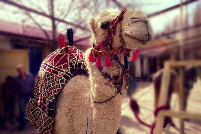 Atlas Mountains and Three Valleys & Waterfalls - Villages Marrakech Day Trip - From Marrakech to the foothills