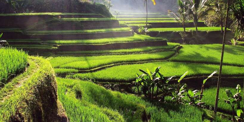 Bali: 3 Waterfalls and Tegalalang Rice Terrace Private Tour - Tibumana and its 15-minute forest walk
