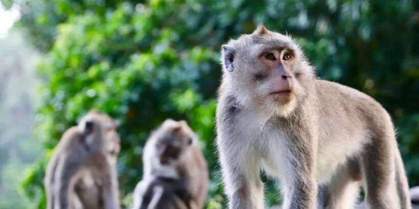 Bali: ATV Gorilla Cave, Ubud Monkey Forest, & Waterfall Tour - What to bring for a muddy, wet day