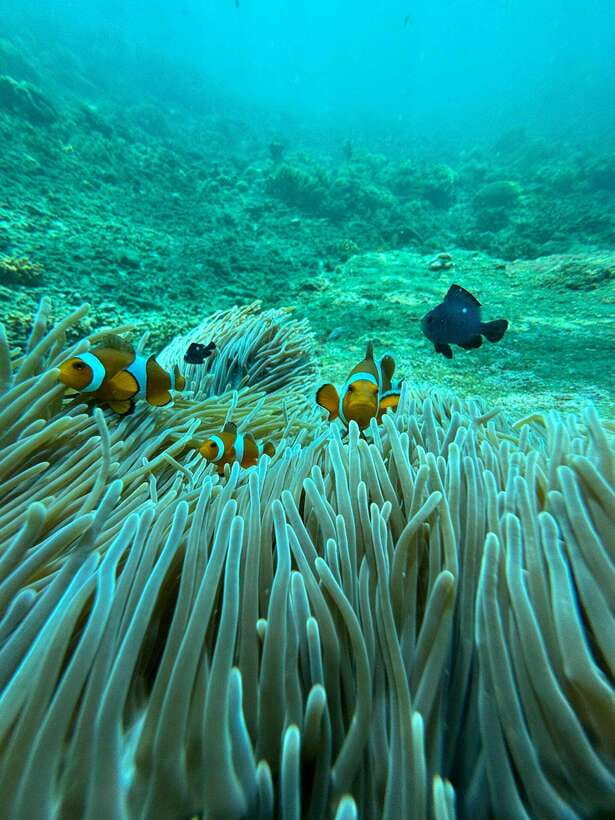 Bali: Blue Lagoon Snorkeling, Waterfall, and Plantation - Two reef stops near Padang Bai