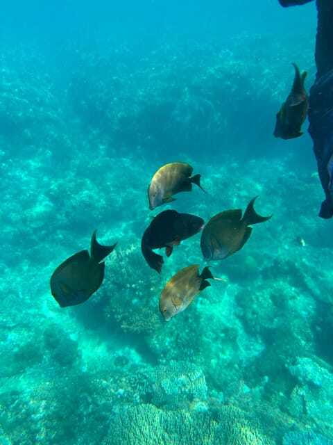 Bali: Blue Lagoon Snorkeling, Waterfall, and Plantation - Coffee, tea, and the Balinese plantation visit