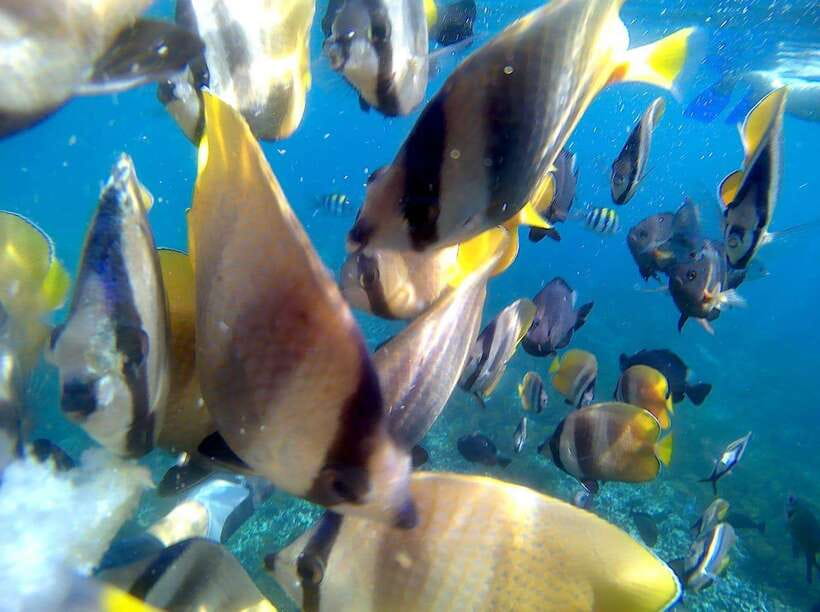 Bali: Blue Lagoon Snorkeling & Waterfall Tour - Key points to know before booking