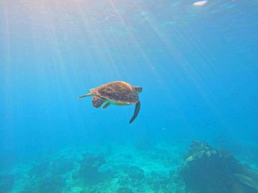 Bali: Blue Lagoon Snorkeling & Waterfall Tour - Pickup areas and meeting point choices