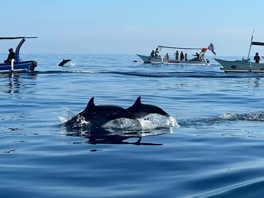 Bali: Dolphin Swimming Tour with ATV Quad Bike & Waterfall - Key Points to Know Before You Book