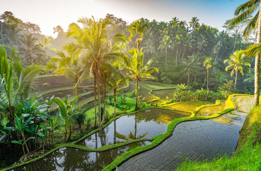 Bali: Griya Taman Beji Waterfall with Optional Ubud Tours - Guides and drivers are a major part of the value