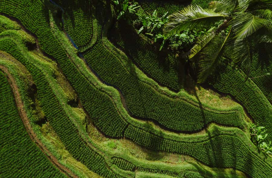 Bali: Griya Taman Beji Waterfall with Optional Ubud Tours - FAQ