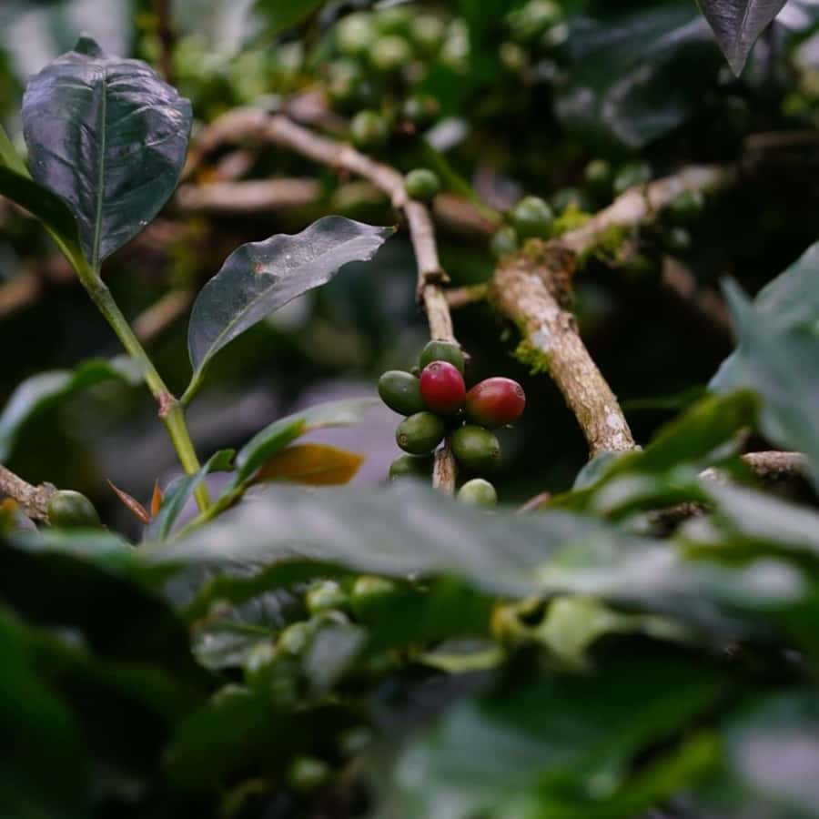 Bali: Kintamani Cafe, Waterfall, Temple and Cretya Ubud Tour - Cretya Ubud and the Alas Harum finish