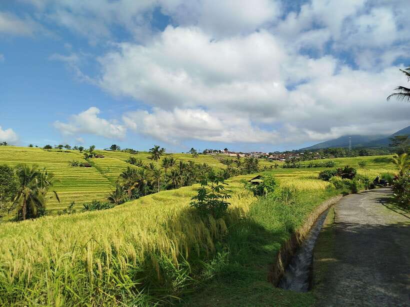 Bali: Lake Temple, Jatiluwih Rice Terrace & Waterfall Tour - Coffee tasting and the lunch decision