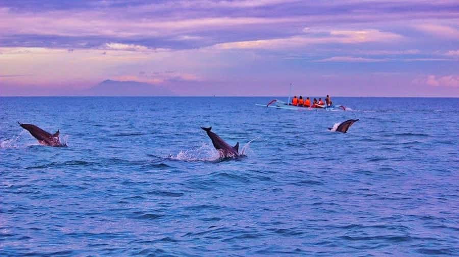 Bali/Lovina: Dolphin Snorkeling, Swimming & Waterfall Tour - Snorkeling the Lovina reef