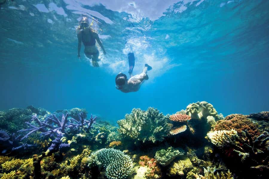 Bali/Lovina: Dolphin Snorkeling, Swimming & Waterfall Tour - Who should book this Lovina experience