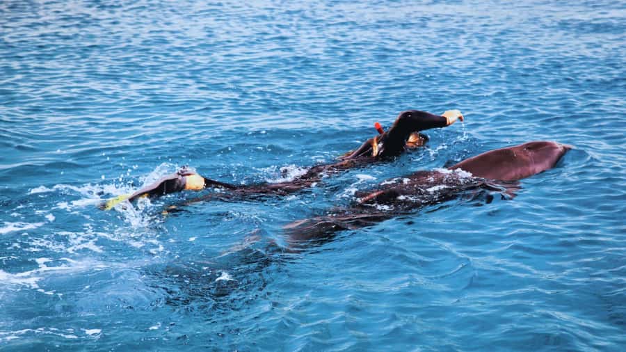 Bali/Lovina: Dolphin Snorkeling, Swimming & Waterfall Tour - Dolphin watching on a crowded Lovina sea