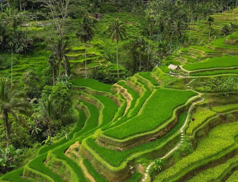 Bali: Penglipuran Village, Rice Terrace & Waterfall Tour - Penglipuran Village and the Balinese compound