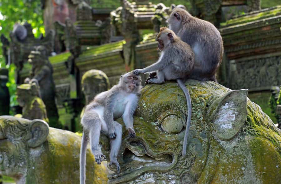 Bali: Penglipuran Village, Rice Terrace & Waterfall Tour - Should you book this Bali tour?