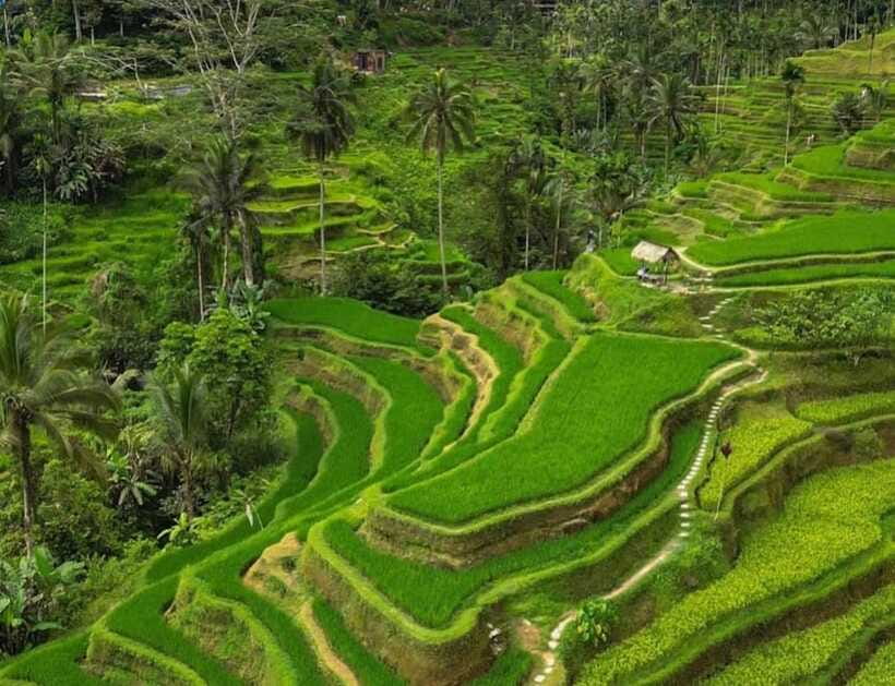 Bali: Penglipuran Village, Rice Terrace & Waterfall Tour - The jungle swing and what it adds