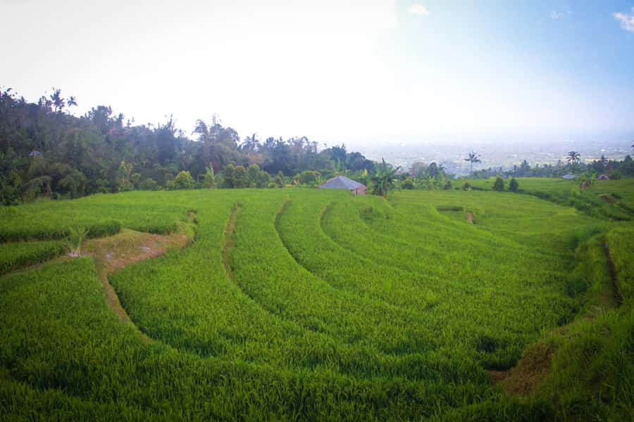 Bali: Sambangan Waterfalls Trekking, Sliding, & Jumping Trip - A village stop with cocoa and bamboo music