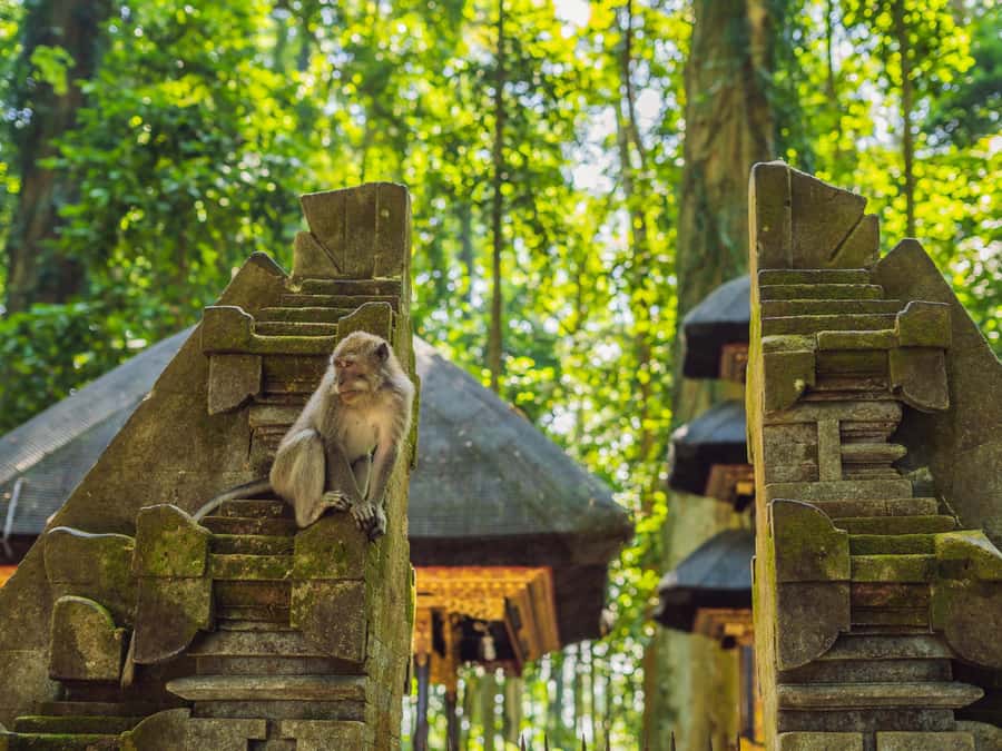 Bali: Ubud Adventure, ATV, Monkey Forest& Waterfall Tour - The ATV ride: mud, tracks, and a proper dose of action