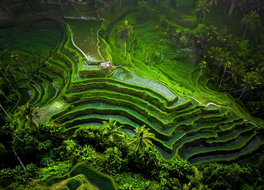 Bali/Ubud: Kanto Lampo Waterfall, Monkey Forest & Swing Tour - Ubud Monkey Forest: temples among the trees