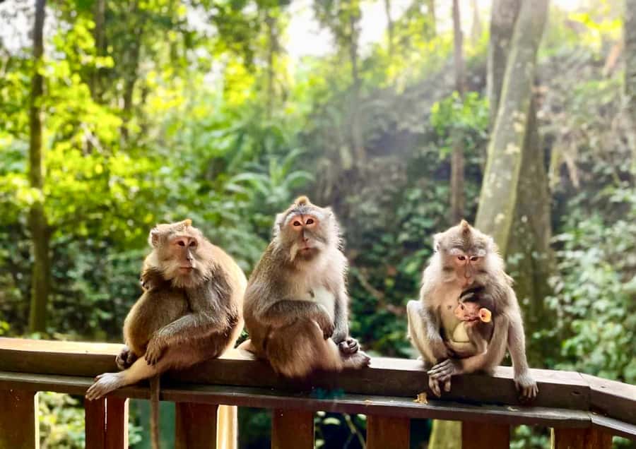 Bali/Ubud: Kanto Lampo Waterfall, Monkey Forest & Swing Tour - Packing for water, sun, and quick weather changes