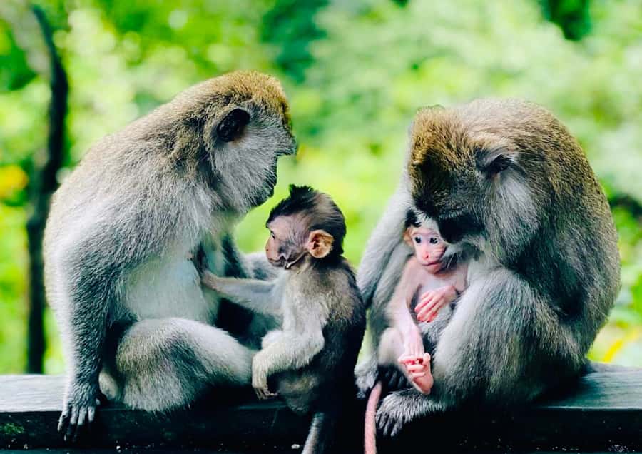 Bali/Ubud: Kanto Lampo Waterfall, Monkey Forest & Swing Tour - Should you book it?