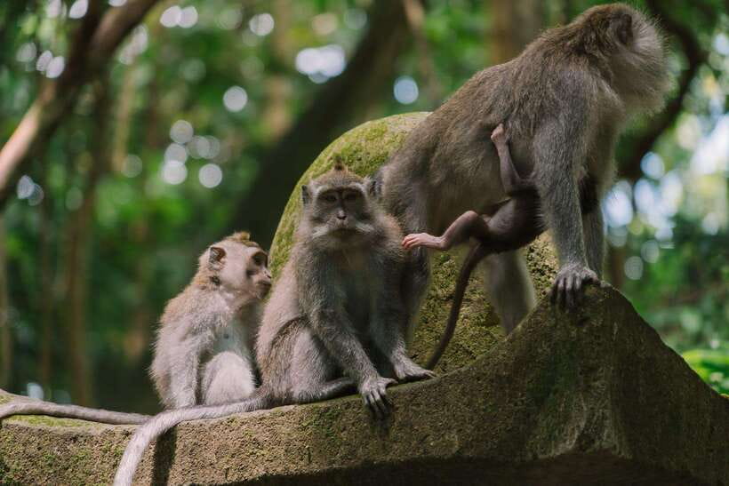 Bali: Ubud Monkey Forest, Waterfall, and Rice Terrace Tour - Key points to know before booking